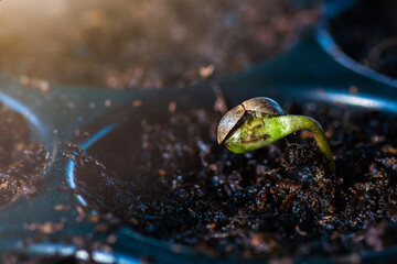 Sapling Marijuana Sativa grows from soil in greenhouse, Concept of cannabis plantation for medical and business
