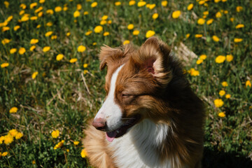 Aussie puppy red tricolor in field of wild flowers. Portrait close-up view from above. Australian Shepherd sits in field of yellow spring dandelions, smiling and enjoying life.