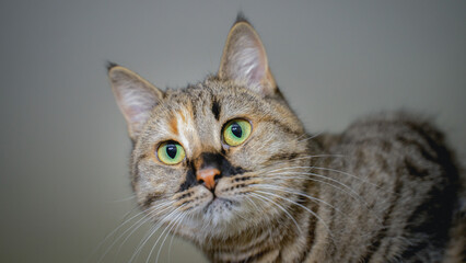 the cat climbed a very high place and looks very pleased, view from below
