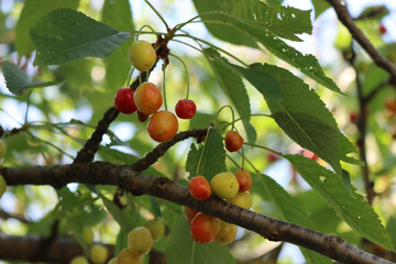 Drought damage on red cherry fruits on branches. Prunus avium tree with damaged fruits