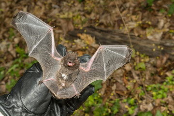 An Animal Control Officer inspecting the wings of a Silver-haired bat for injury.