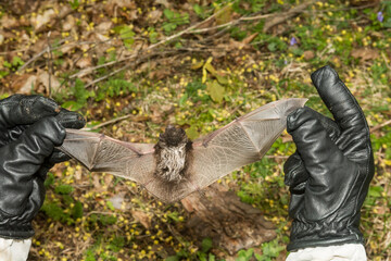 An Animal Control Officer inspecting the wings of a Silver-haired bat for injury.