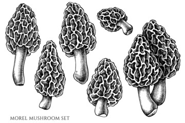 Vector set of hand drawn black and white morel mushroom - obrazy, fototapety, plakaty