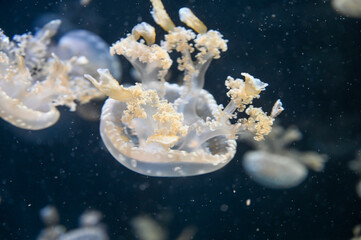 White spotted jellyfish also known as Phyllorhiza punctata, floating bell, Australian spotted...