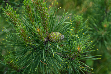 Pinus mugo Ophir with last year's green cone on branch against blurred dark green background. Close-up. Green dwarf mountain pine with golden tips on needles.Nature concept for design. Selective focus