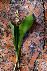 Lily of the valley flower on a polished granite slab. Black and orange. Ritual services concept. ...