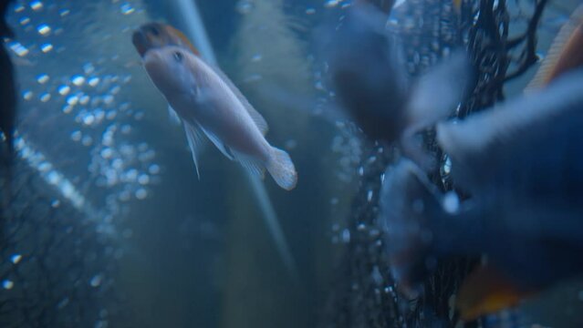 Closeup fish swimming in aqarium, yellow angelfish. Fishkeeping theme