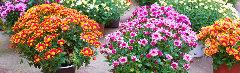 Chrysanthemums bouquets ready for sale in flower shop