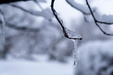 snow covered branches