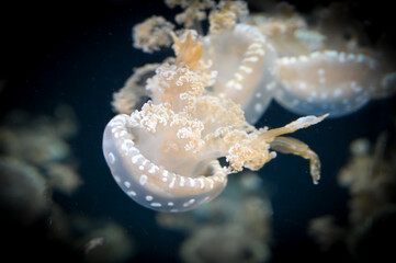 White spotted jellyfish also known as Phyllorhiza punctata, floating bell, Australian spotted...