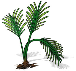 Ground Palm Tree with Leaves - Colored Cartoon Illustration Isolated on White Background, Vector