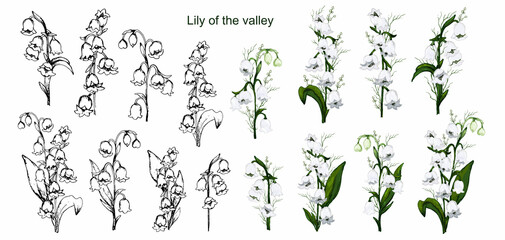 hand-drawn set with lily of the valley flowers, primroses. realistic bouquets isolated on a white background. Botanical elements for postcards, decor, cards,  paper. vintage style. © dezignstock