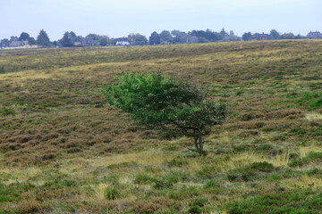 Braderuper Heide, sylt
