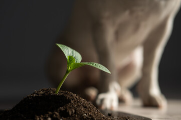 Close-up of a sprout of zucchini against the background of a dog.