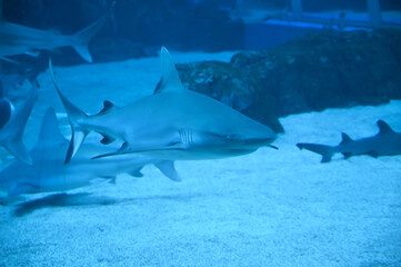Big Sharks swimming in Aquarium Shark Fish Tank