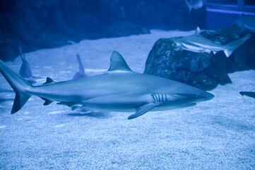 Big Sharks swimming in Aquarium Shark Fish Tank
