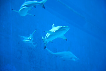 Big Sharks swimming in Aquarium Shark Fish Tank