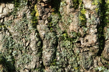 Tree bark. Wood moss. Abstract background. Macro.