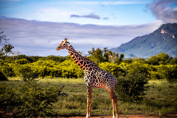 Giraffe photographed on a safari in Kenya. birds sit on the animal in the savannah of Africa.