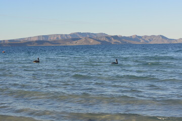 Obraz premium kite surfing in the sea
