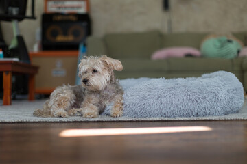 Yorkie Bichon mixed breed dog laying on the floor next to his fluffy pet bed.