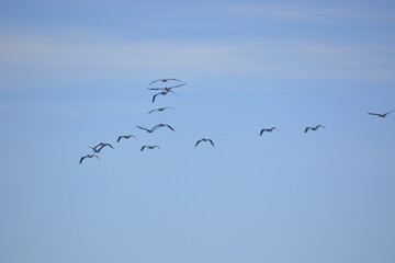 birds in flight