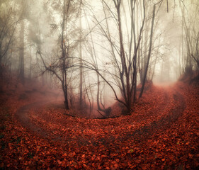 Misty forest