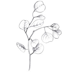 Sketch a leaf branch manually on an isolated background