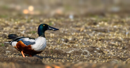 A Northern Shoveler duck on the bank of river