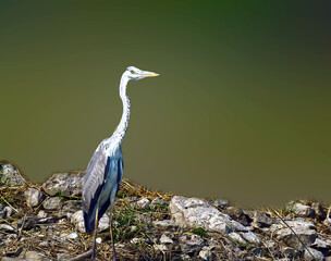 Gray heron