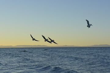 seagulls on the sea
