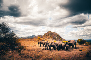 Elephants in Kenya Africa. Animals from a herd of elephants in Kenya. They roam the savannah in...