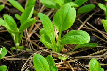 Close-up of vegetable seedlings growing in the ground covered with dry straw in an organic farm.