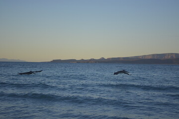 Fototapeta premium dolphins in the sea