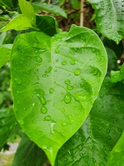 water drops on leaf - 507119495