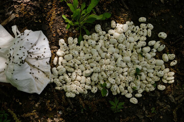 Bean weevils on beans. Bean storage. Pest control. Natural sunlight.