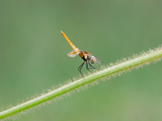 Beautiful yellow dragonfly perched on the hairy branch