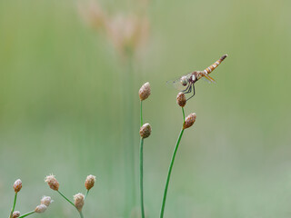 Beautiful female scarlet dwarf dragonfly on the grass pistil