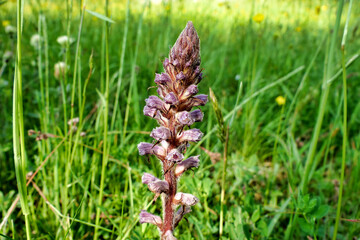 Close up of a Lesser Broomrape (Orobanche minor) growing wild in a meadow in the Dordogne, France
 - obrazy, fototapety, plakaty