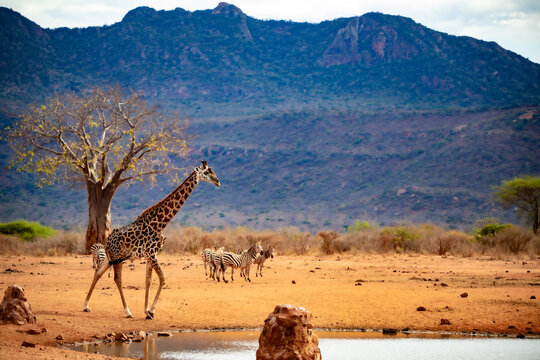 Fototapeta Giraffe photographed on a safari in Kenya. birds sit on the animal in the savannah of Africa.