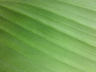 Full frame shot of green leaf, backgrounds and textures.