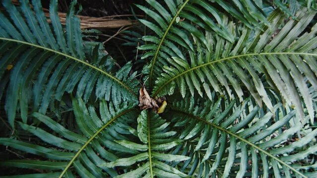 Fern, Polypodiopsida in the tropical forest. Camera moves along the leaves