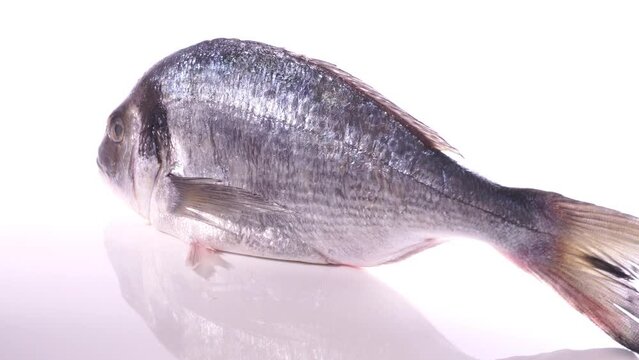 Raw Sea Bream Fish turn around isolated on white Background