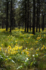 Obraz premium Flowering Arrowleaf Balsamroot (Balsamorhiza sagittata) in Turnbull National Wildlife Refuge, WA