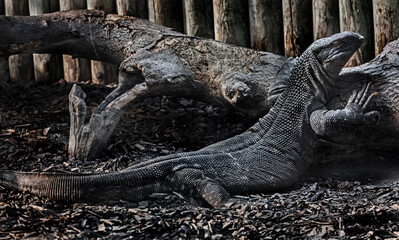 Black-throated monitors. Latin name - Varanus albigularis ionidesi	