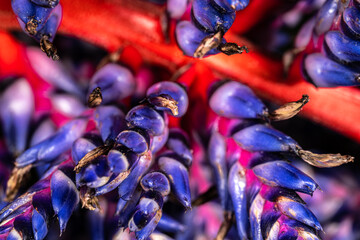 Flowers of Aechmea 