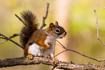 Close up portrait of an American Red Squirrel (Tamiasciurus hudsonicus) sitting on a tree limb during early spring. Selective focus, background blur and foreground blur.
