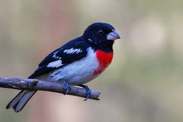 Close up portrait of a Rose-breasted Grosbeak (Pheucticus ludovicianus) perched on a tree branch during early spring. Selective focus, background blur and foreground blur.
