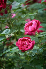 Close-up of a pink rose growing on a bush