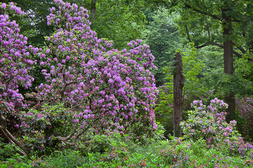 flowering rhododendron bush with lilac flowers in the garden